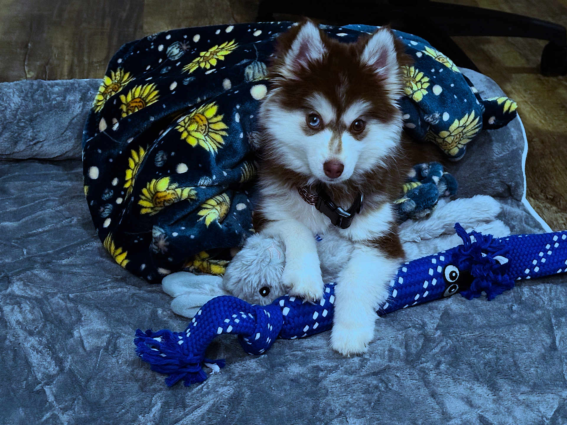 Solace joined the competition — help win amazing prizes! puppy, dog, blanket, toy, stuffed_animal, bed, indoor, floor, fur, pet, brown, white, rope_toy, animal, cute, young, collar, playful, resting, cozy