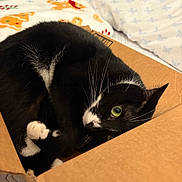 Iggy is registered to the contest to win money with this photo: cat, tuxedo_cat, cardboard_box, bedroom, bed, bedding, whiskers, fur, pet, domestic_cat, curious, cozy, indoor, resting, black_and_white, cute, animal, feline, close_up, relaxed