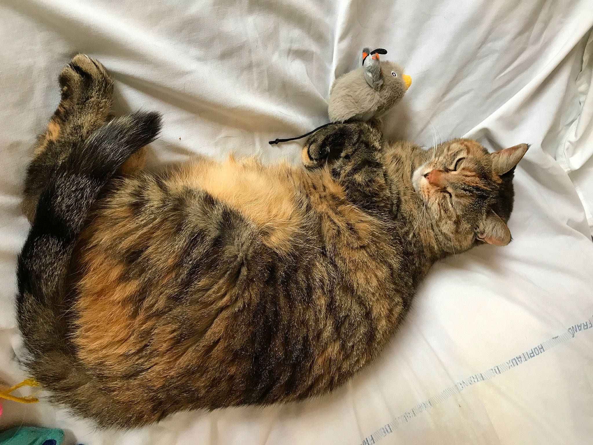 Grisette participe au concours pour gagner de l'argent avec cette photo : bird, carnivore, cat, claw, comfort, domestic_short_haired_cat, felidae, fur, small_to_medium_sized_cats, tail, vertebrate, whiskers