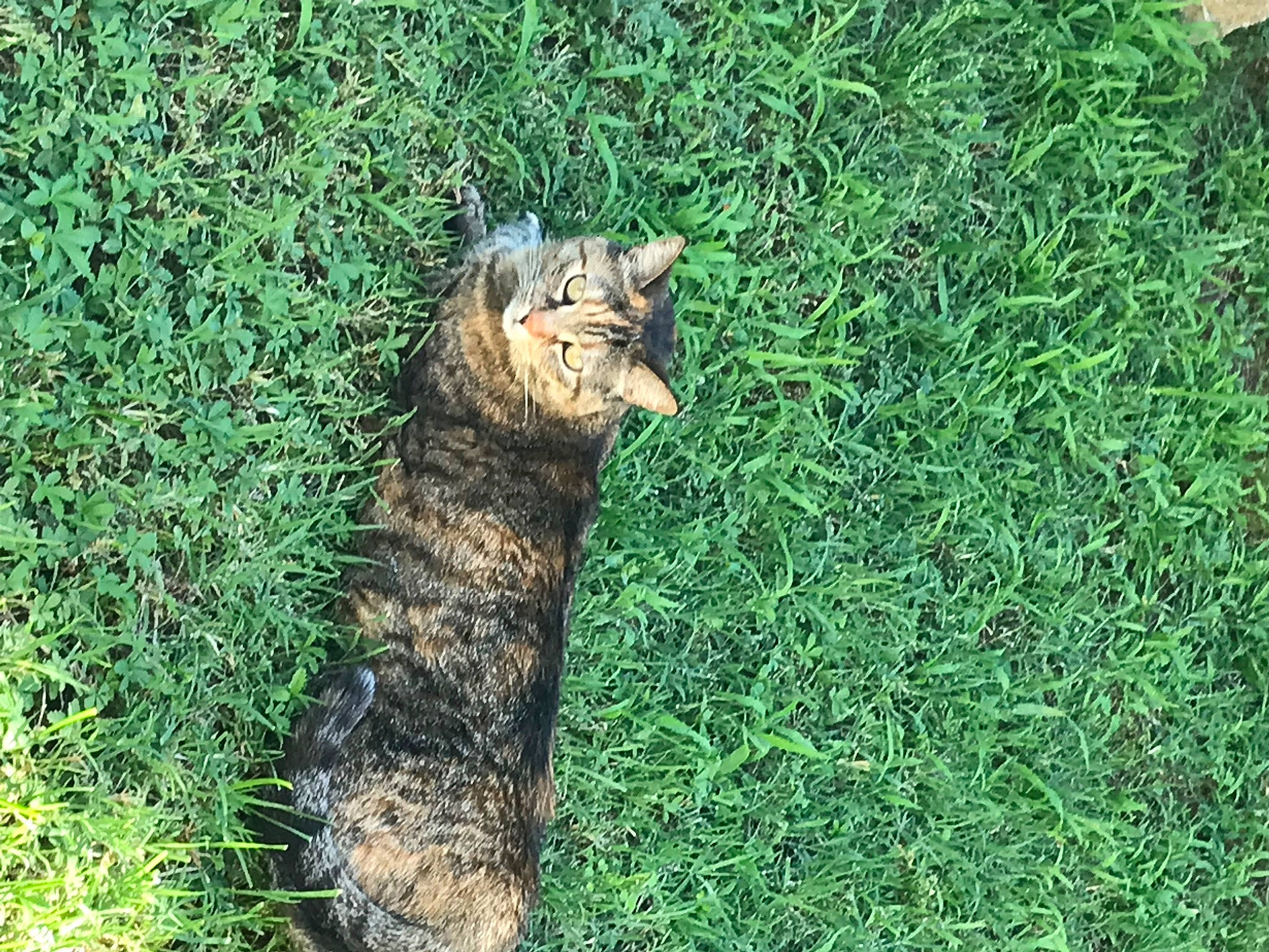 Grisette a rejoint le concours — aidez-le/la à gagner de superbes lots ! carnivore, cat, domestic_short_haired_cat, felidae, fur, grass, grassland, groundcover, plant, small_to_medium_sized_cats, soil, tail, terrestrial_animal, whiskers