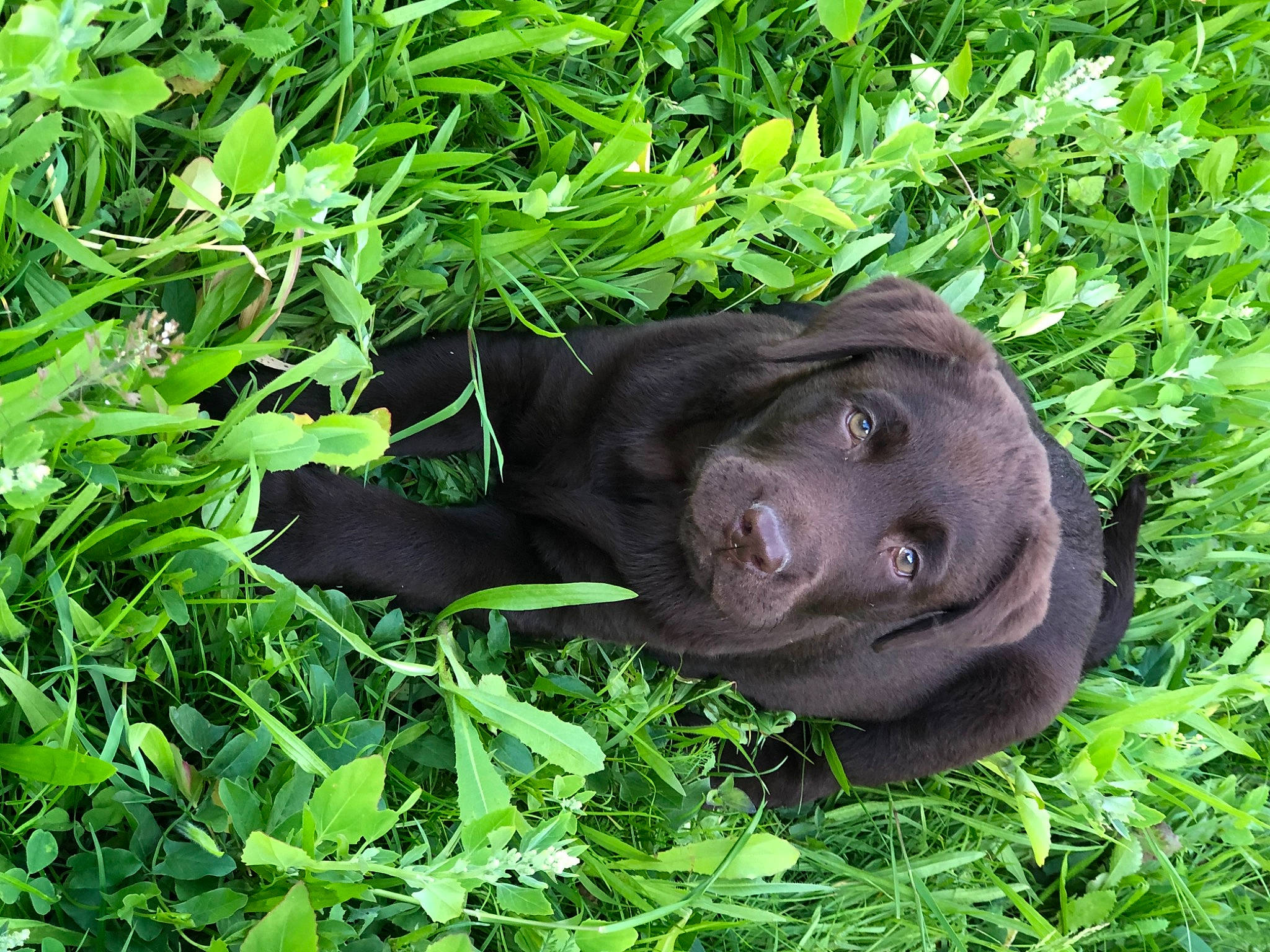 Ringo a rejoint le concours — aidez-le/la à gagner de superbes lots ! art, common_chimpanzee, fur, grass, grassland, groundcover, herb, plant, plant_community, sculpture, shrub, snout, sporting_group, statue, terrestrial_animal, terrestrial_plant, wildlife, working_animal