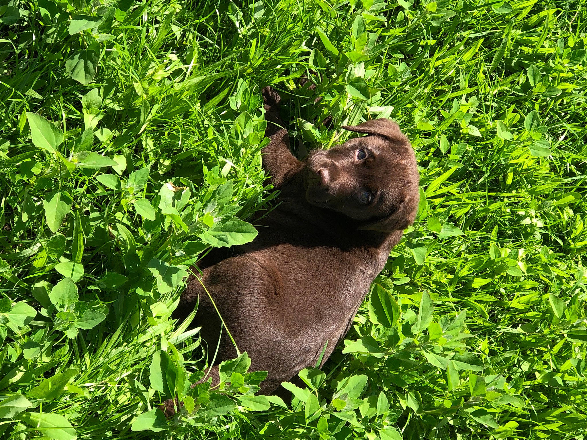 Ringo participe au concours pour gagner de l'argent avec cette photo : canidae, carnivore, dog_breed, fawn, fur, grass, grass_family, grassland, groundcover, herbaceous_plant, hierochloe, liver, natural_landscape, natural_material, plant, shrub, sporting_group, terrestrial_animal, terrestrial_plant, working_animal