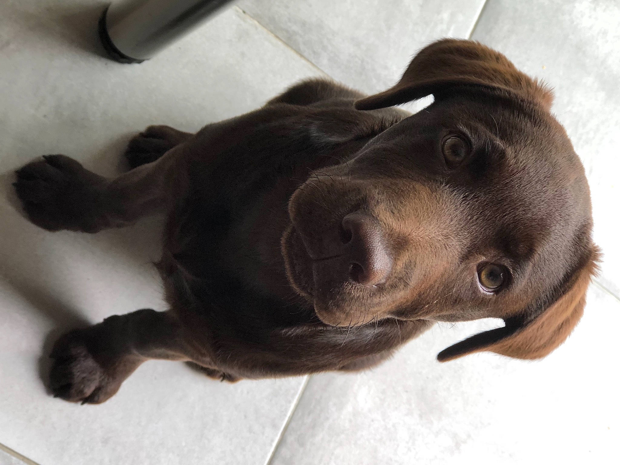 Ringo participe au concours pour gagner de l'argent avec cette photo : borador, canidae, carnivore, collar, companion_dog, dog, dog_breed, dog_collar, ear, eye, fawn, fur, guard_dog, labrador_retriever, liver, pet_supply, pointing_breed, retriever, whiskers, working_animal