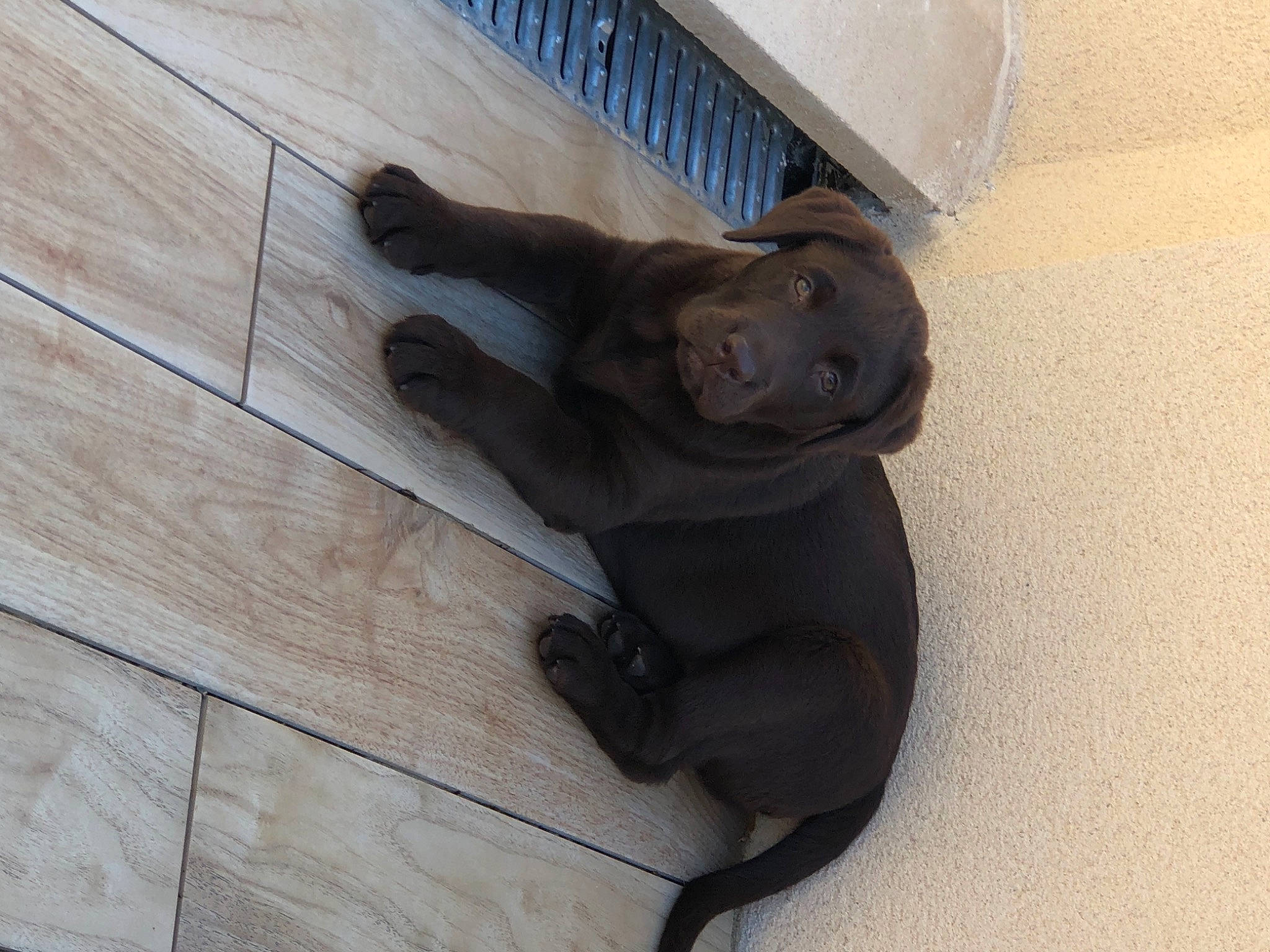 Ringo participe au concours pour gagner de l'argent avec cette photo : art, comfort, companion_dog, dog_breed, fawn, felidae, floor, flooring, hardwood, liver, plank, sculpture, snout, statue, tail, terrestrial_animal, varnish, wood, wood_flooring, wood_stain