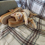 Georgie is registered to the contest to win money with this photo: kitten, cat, orange_tabby, sleeping, shoes, sandals, plaid_blanket, fabric, cozy, indoor, pet, resting, cute, paw, striped, furniture, soft, relaxed, footwear, pattern