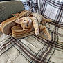 kitten, cat, orange_tabby, sleeping, shoes, sandals, plaid_blanket, fabric, cozy, indoor, pet, resting, cute, paw, striped, furniture, soft, relaxed, footwear, pattern
