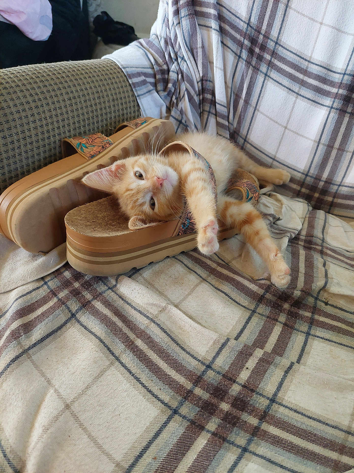 Georgie is registered to the contest to win money with this photo: kitten, cat, orange_tabby, sleeping, shoes, sandals, plaid_blanket, fabric, cozy, indoor, pet, resting, cute, paw, striped, furniture, soft, relaxed, footwear, pattern