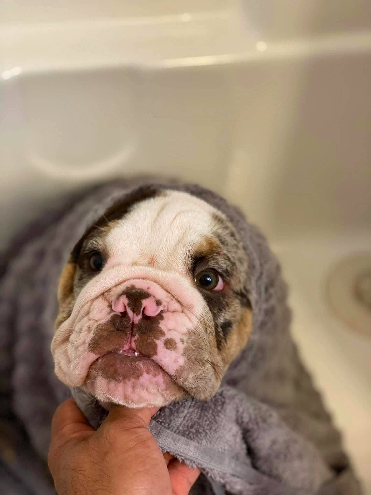 Rolex joined the competition — help win amazing prizes! bulldog, canidae, carnivore, companion_dog, dog, dog_breed, dog_collar, fawn, fur, liver, non_sporting_group, puppy, snout, sporting_group, terrestrial_animal, toy_dog, whiskers, working_animal, working_dog, wrinkle