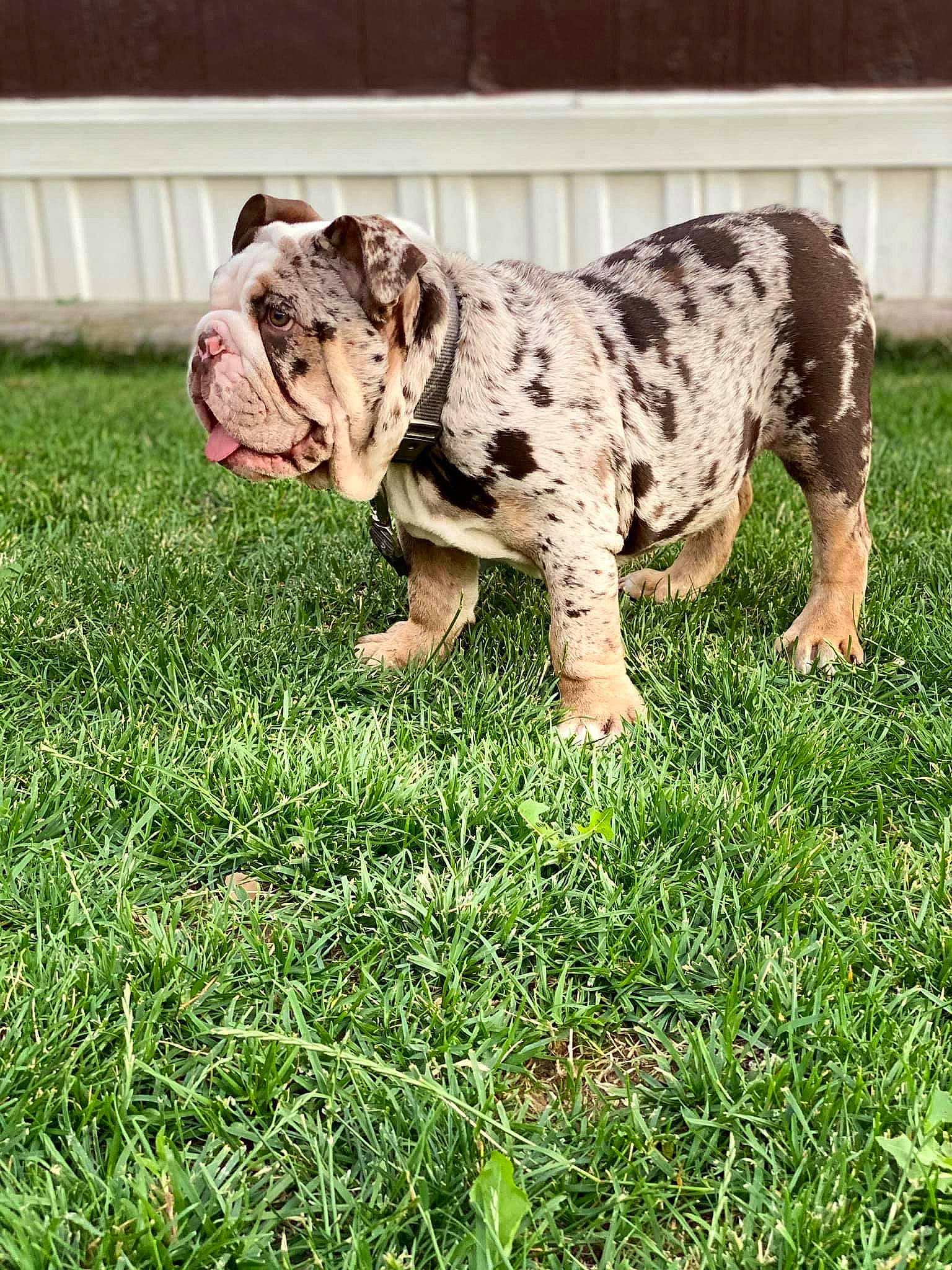 Rolex joined the competition — help win amazing prizes! bulldog, canidae, carnivore, companion_dog, dog, dog_breed, fawn, grass, grassland, groundcover, lawn, molosser, people_in_nature, plant, snout, sporting_group, terrestrial_animal, white_english_bulldog, working_dog, wrinkle