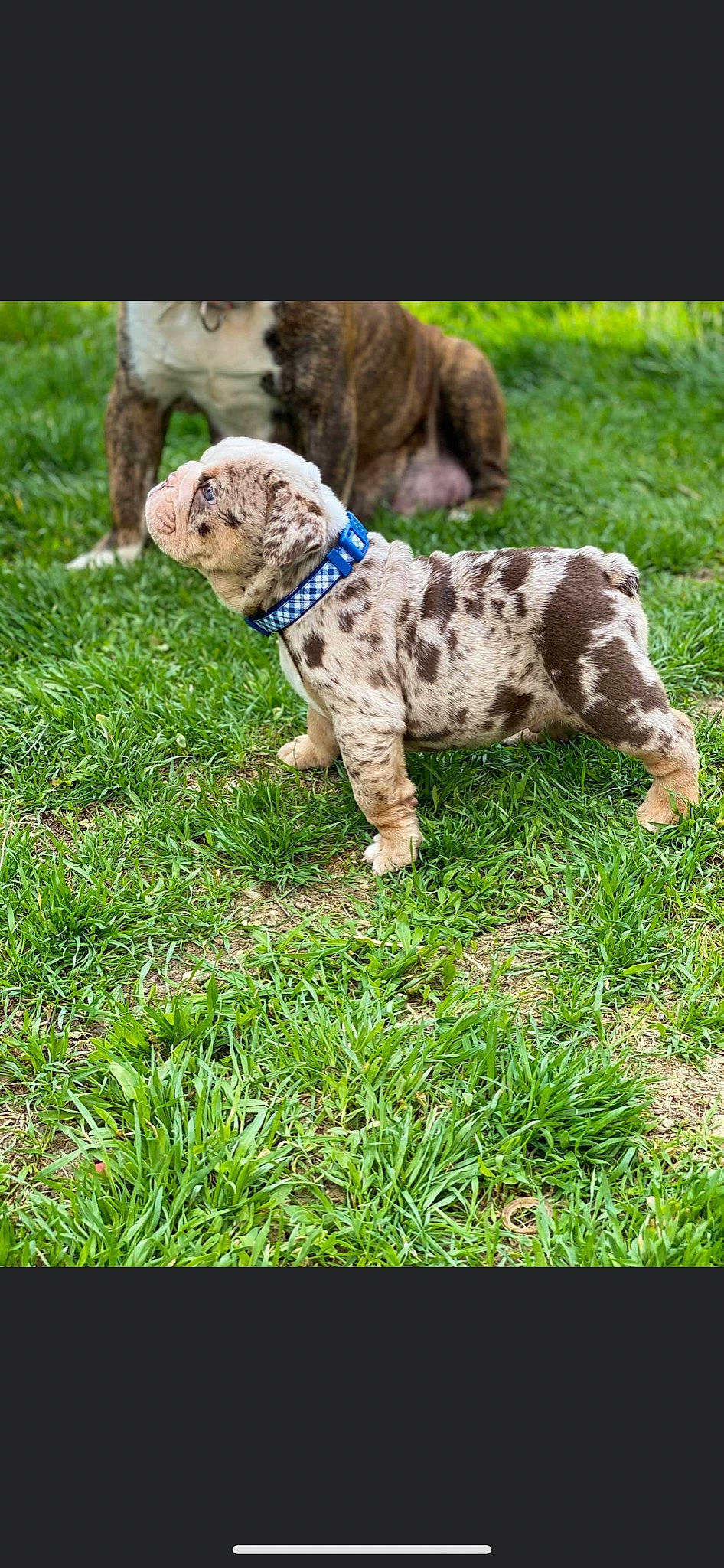 Rolex joined the competition — help win amazing prizes! canidae, carnivore, companion_dog, dog, dog_breed, fawn, grass, groundcover, gun_dog, hunting_dog, plant, sporting_group, tail, terrestrial_animal