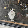 cat, black_and_white, window_screen, indoor, yellow_eyes, pink_nose, curious, pet, feline, mesh, looking, animal, face, whiskers, closeup, home, sitting, background, shelf, light