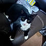 Bandit joined the competition — help win amazing prizes! animal, black_and_white, box, brown, cat, chair, curious, domestic, feline, fur, home, indoor, leather, lounge, paws, pet, plastic_wrap, relaxed, whiskers, yellow_eyes