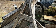 Bandit is registered to the contest to win money with this photo: cat, wood, yard, outdoor, planks, crate, garden_tool, rustic, dirt, building, shed, fence, animal, black_and_white, curious, clutter, nature, daylight, pet, exploration