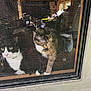 animal, black_and_white_cat, cat, cats, clutter, companion, curiosity, curious, dim_light, domestic, feline, house, indoor, looking_out, mesh, pets, screen, tortoiseshell_cat, window, window_frame
