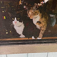 Bandit joined the competition — help win amazing prizes! cat, window, screen, indoor, pet, feline, curious, black_and_white_cat, tabby_cat, animal, house, wood, mesh, domestic, looking_out, two_cats, eyes, whiskers, resting, cozy