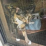 cat, tabby_cat, window_screen, indoor, curious, pets, household, basket, mesh, paw, feline, close_up, animal, domestic_cat, window, texture, looking_out, white_paws, home, curiosity