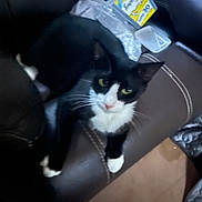 Bandit is registered to the contest to win money with this photo: animal, black_and_white, box, brown, cat, chair, curious, domestic, feline, fur, home, indoor, leather, lounge, paws, pet, plastic_wrap, relaxed, whiskers, yellow_eyes