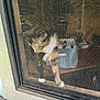 animal, basket, cat, clutter, curiosity, curious, domestic, feline, glass, household_items, indoor, mesh, paw, pet, reflection, screen, tabby, white_paws, window_screen, wooden_frame