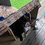 Smokey joined the competition — help win amazing prizes! animal, box, cardboard_house, cat, curious, cute, daylight, domestic_animal, feline, floorboards, grass, green, homemade, indoor_outdoor, pet, playful, porch, shelter, small_house, wooden_floor