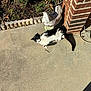 cat, black_and_white_cat, concrete, porch, sunlight, shadow, brick_pillar, decorative_statue, chicken_statue, plants, garden, outdoor, relaxing, pet, animal, feline, daylight, nature, resting, home