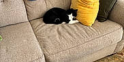 Abby is registered to the contest to win money with this photo: beige_couch, black_and_white_cat, blanket, carpet, cat, coffee_table, couch, furniture, green_pillow, home_decor, indoor, knitted_blanket, lamp, living_room, pillow, relaxation, remote_control, resting_cat, wooden_table, yellow_pillow