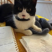 Abby is registered to the contest to win money with this photo: cat, black_and_white, pet, indoor, notebook, napkins, table, cozy, curious, fur, whiskers, yellow, spiral_binding, domestic, feline, home, relaxed, close_up, kitchen, soft_light