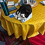 Abby is registered to the contest to win money with this photo: cat, black_and_white_cat, table, yellow_tablecloth, towel, water_bottle, notebooks, chair, wooden_chair, rug, colorful_rug, household_items, indoor, pet, curled_up, feline, domestic_animal, cozy, relaxed, tabletop