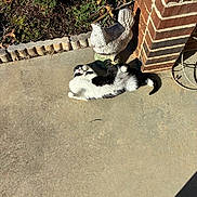 Abby is registered to the contest to win money with this photo: animal, black_and_white, brick_wall, cat, chicken_statue, concrete, daylight, fur, garden, lying_down, nature, outdoor, patio, pet, plants, relaxed, shadow, statue, sunny, whiskers