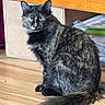 Babyface joined the competition — help win amazing prizes! cat, black_cat, fluffy, long_hair, sitting, animal, pet, feline, green_eyes, pointed_ears, whiskers, tail, fur, portrait, indoors, wooden_shelf, cardboard_box, home, close_up, alert