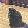 Babyface joined the competition — help win amazing prizes! cat, black_cat, fluffy, long_hair, sitting, indoors, wooden_floor, floor, cabinet, furniture, home, portrait, pet, animal, whiskers, ears, eyes, tail, fur, gothic