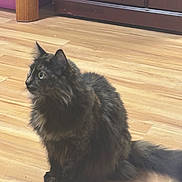 Babyface is registered to the contest to win money with this photo: cat, black_cat, fluffy, longhaired, feline, pet, animal, sitting, indoors, wooden_floor, home, cabinet, furniture, tail, ears, whiskers, green_eyes, fur, portrait, cozy