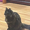 cat, black_cat, fluffy, longhaired, feline, pet, animal, sitting, indoors, wooden_floor, home, cabinet, furniture, tail, ears, whiskers, green_eyes, fur, portrait, cozy