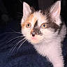 kitten, calico, cat, whiskers, close_up, curious, animal, pet, fur, eyes, face, cute, indoor, portrait, young, small, feline, mammal, domestic, dark_background