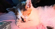 Soliana joined the competition — help win amazing prizes! kitten, cat, sleeping, cute, fur, paw, pink, fabric, closeup, rest, cozy, animal, pet, domestic_cat, young, adorable, soft, indoor, calm, feline