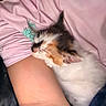kitten, cat, calico, sleeping, snuggling, arm, pink_shirt, fabric, human, closeup, pet, cute, animal, fur, resting, cozy, soft, indoor, comfort, companion