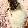 kitten, calico, cat, sleeping, fur, pink_blanket, soft_texture, sunlight, cozy, pet, animal, cute, resting, closeup, indoor, warm_light, feline, small, adorable, fluffy