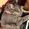 Zyphyra joined the competition — help win amazing prizes! cat, gray_tabby, pink_collar, sleeping, snuggling, curly_hair, red_hair, person, close_up, indoor, pet, fur, whiskers, cozy, affection, resting, human, animal, cute, companion
