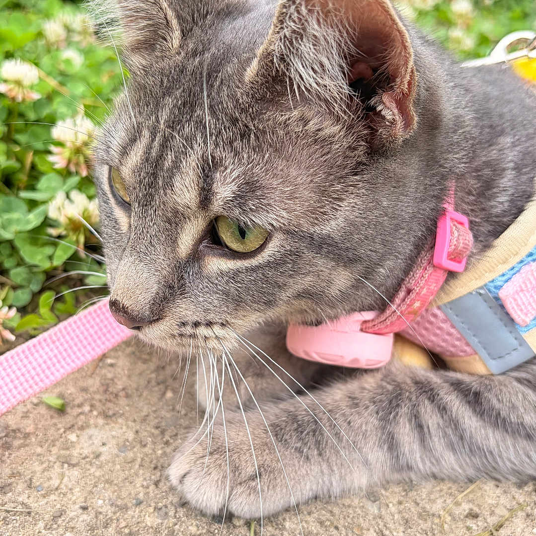 Zyphyra is registered to the contest to win money with this photo: cat, gray_cat, tabby, green_eyes, whiskers, pink_harness, leash, outdoor, grass, clover, concrete, close_up, pet, animal, feline, nature, curious, resting, daylight, side_view
