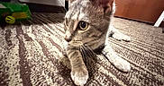Zyphyra is registered to the contest to win money with this photo: cat, kitten, tabby, indoor, carpet, floor, paw, whiskers, ears, door, toy, curious, pet, animal, closeup, feline, young, lying, brown, gray