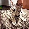 cat, kitten, tabby, indoor, carpet, floor, paw, whiskers, ears, door, toy, curious, pet, animal, closeup, feline, young, lying, brown, gray