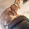 cat, tabby_cat, pet, animal, feline, collar, car_interior, car_seat, side_profile, fur, whiskers, indoor, domestic_animal, looking, perched, seat_back, close_up, mammal, vehicle, domestic_cat