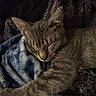 Zyphyra is registered to the contest to win money with this photo: cat, sleeping, tabby, pet, feline, cozy, blanket, soft, indoor, resting, cute, fur, ears, whiskers, closeup, peaceful, nap, comfort, animal, relaxation