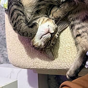 Ellie joined the competition — help win amazing prizes! cat, cats, sleeping, sleepy, cuddling, kitten, tabby, fur, whiskers, paws, upside_down, relaxed, cozy, nap, pet, indoor, cushion, chair, closeup, adorable