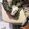 cat, cats, sleeping, sleepy, cuddling, kitten, tabby, fur, whiskers, paws, upside_down, relaxed, cozy, nap, pet, indoor, cushion, chair, closeup, adorable