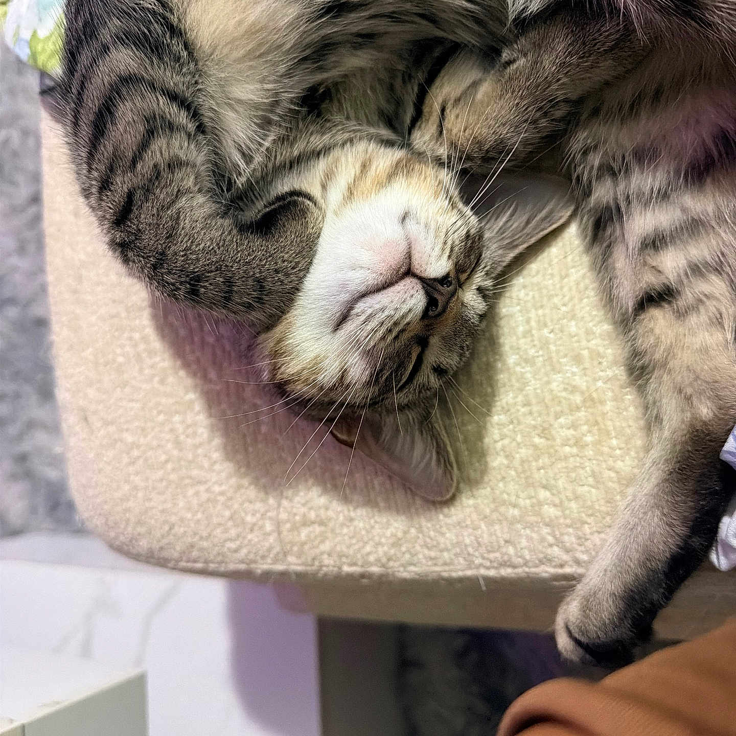 Ellie joined the competition — help win amazing prizes! cat, cats, sleeping, sleepy, cuddling, kitten, tabby, fur, whiskers, paws, upside_down, relaxed, cozy, nap, pet, indoor, cushion, chair, closeup, adorable