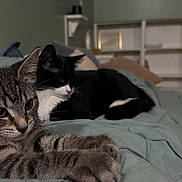 Chloe is registered to the contest to win money with this photo: cat, cats, tabby_cat, black_and_white_cat, pet, animal, feline, bed, bedroom, indoors, home, blanket, bedding, lying_down, resting, sleeping, portrait, close_up, cozy, domestic