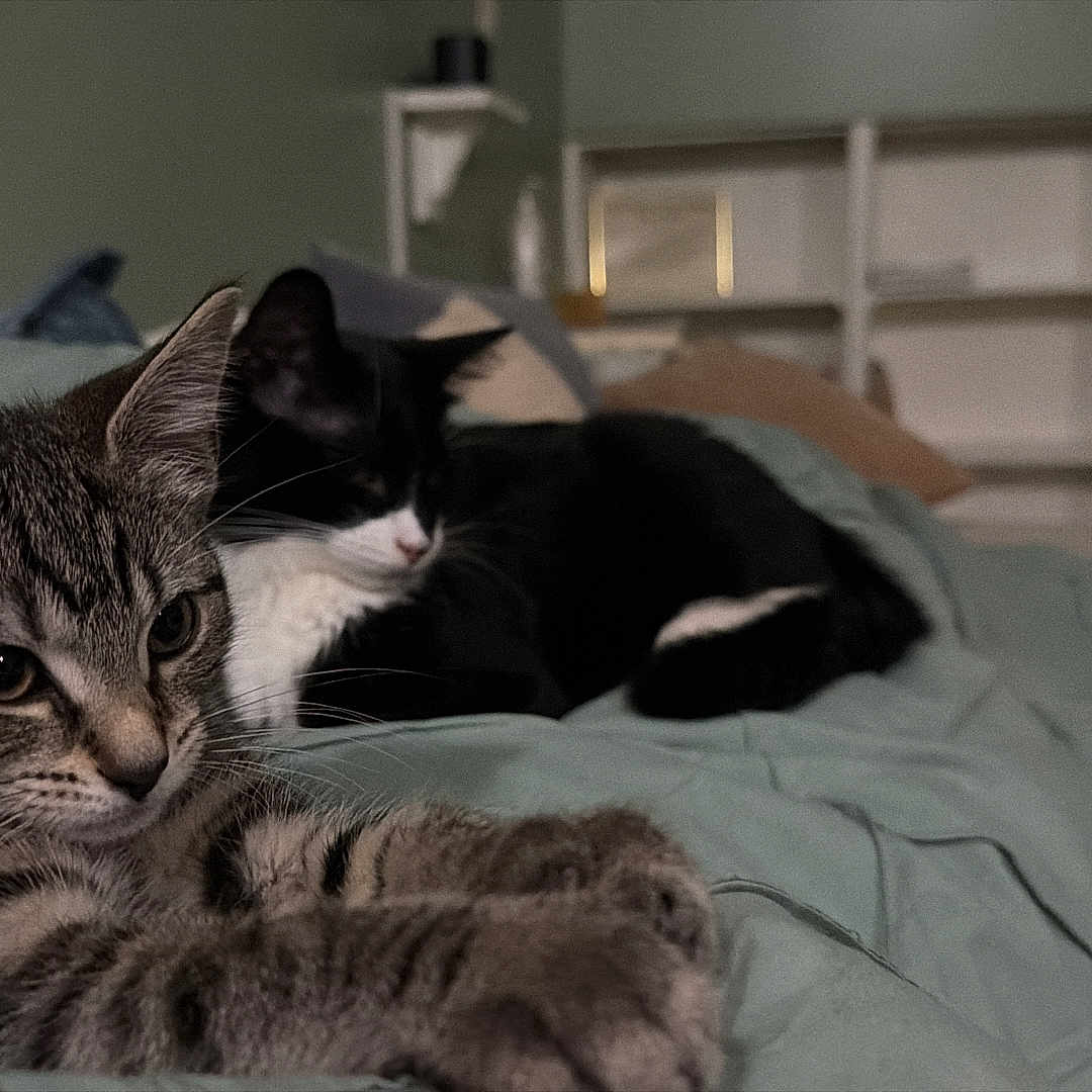 Chloe is registered to the contest to win money with this photo: cat, cats, tabby_cat, black_and_white_cat, pet, animal, feline, bed, bedroom, indoors, home, blanket, bedding, lying_down, resting, sleeping, portrait, close_up, cozy, domestic