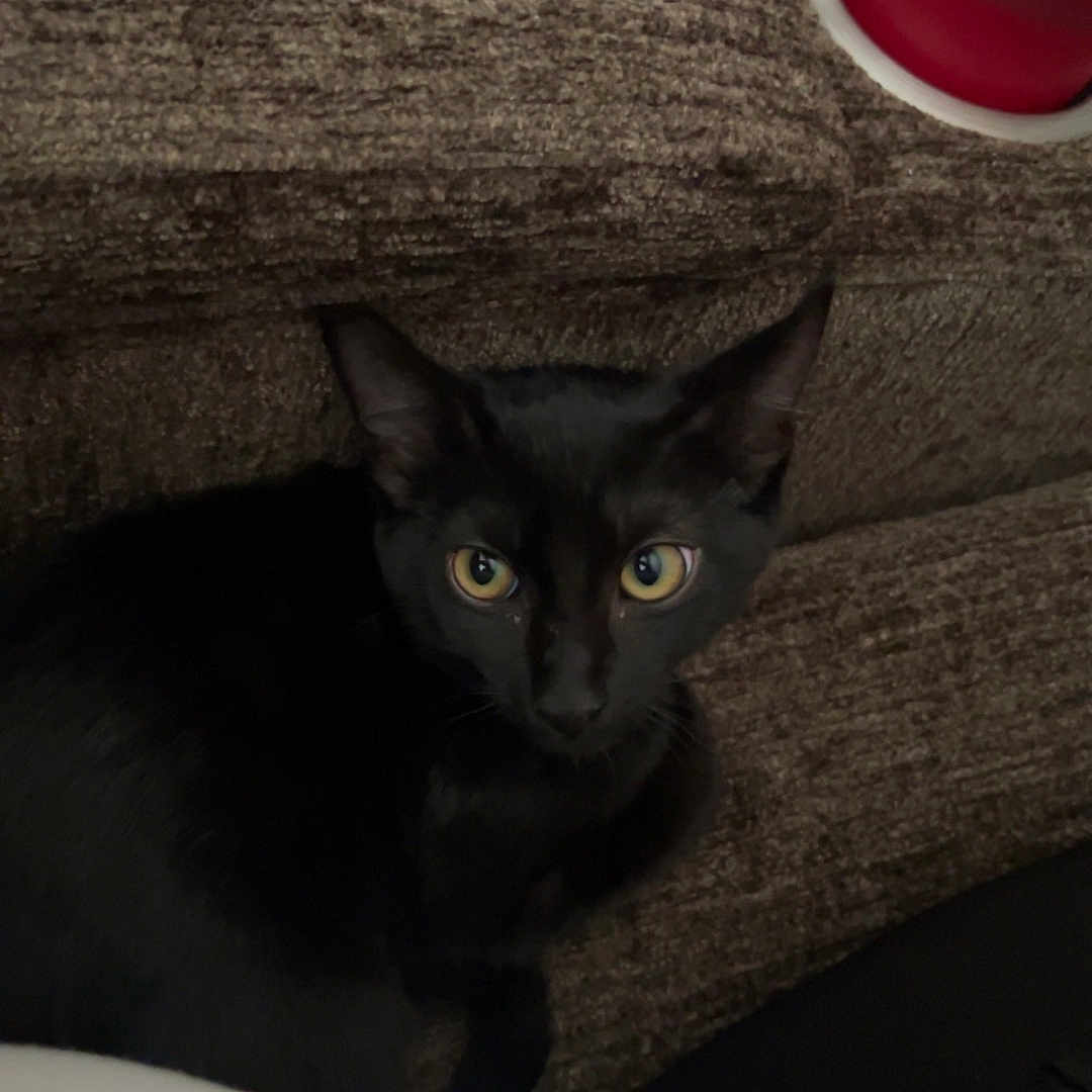 Buttonwillow is registered to the contest to win money with this photo: abyssinian, animal, armchair, blackcat, cat, chair, couch, cup, furniture, kitten, manx, pet, tape