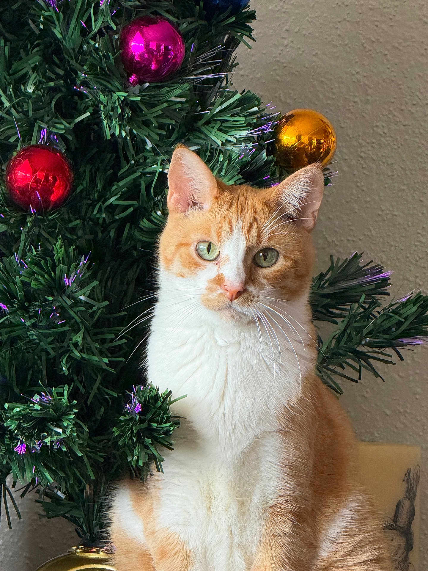 Abigail is registered to the contest to win money with this photo: cat, orange_cat, white_cat, christmas_tree, ornaments, red_ornament, pink_ornament, gold_ornament, indoor, holiday, festive, pet, feline, whiskers, sitting, fur, green_eyes, decorations, tree_branch, wall