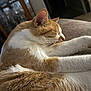 cat, sleeping, ginger, white, fur, closeup, indoor, cozy, resting, pet, animal, whiskers, relaxed, home, furniture, blurred_background, soft_light, portrait, cute, paw